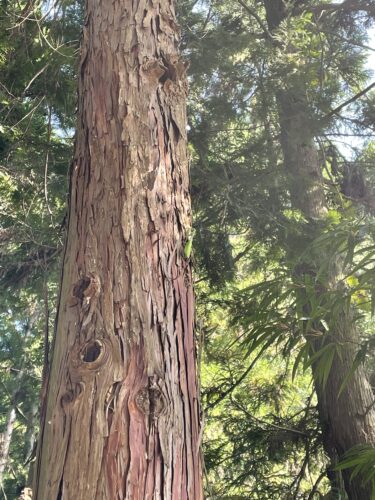 滝沢園キャンプ場